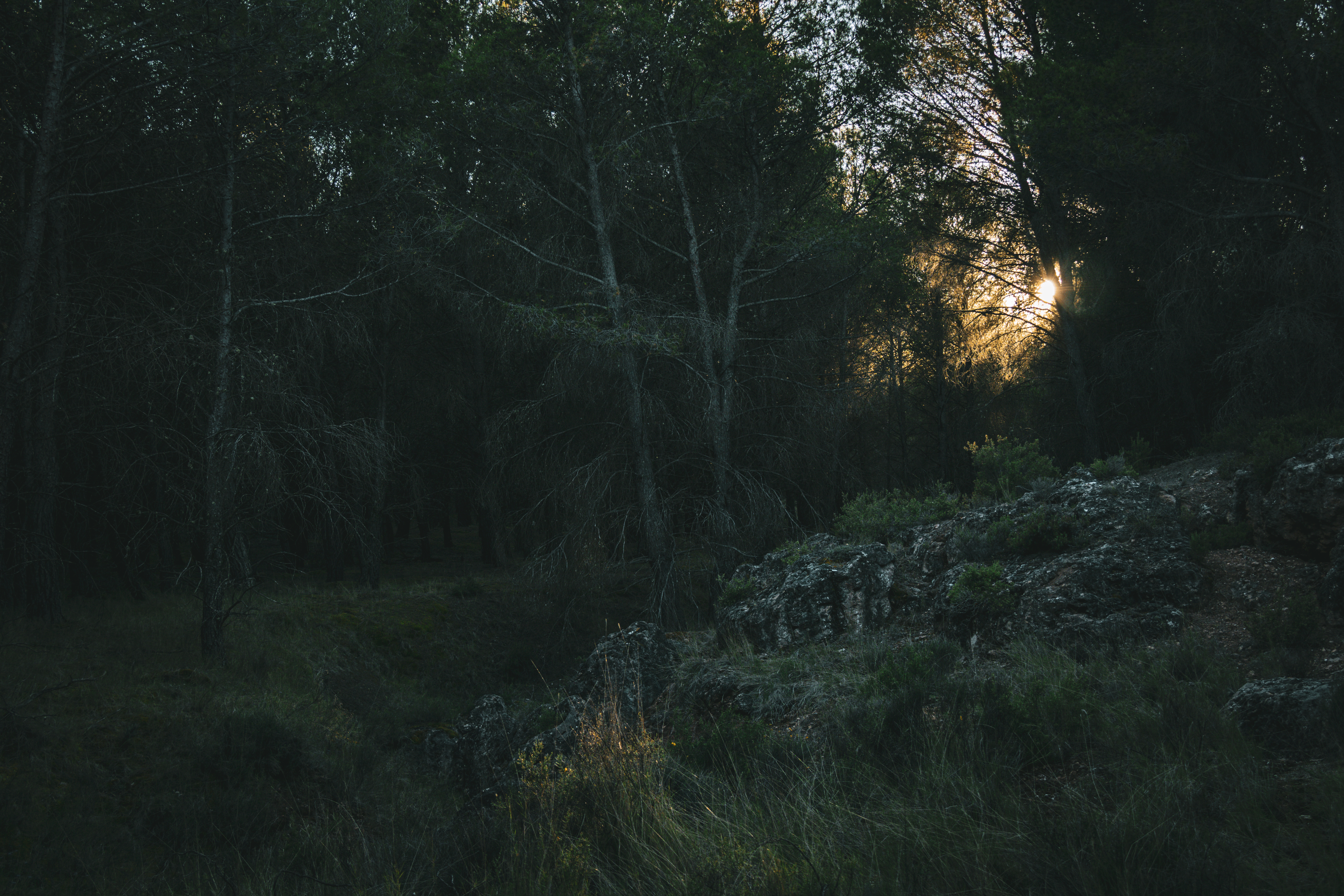 Dark Forest 2